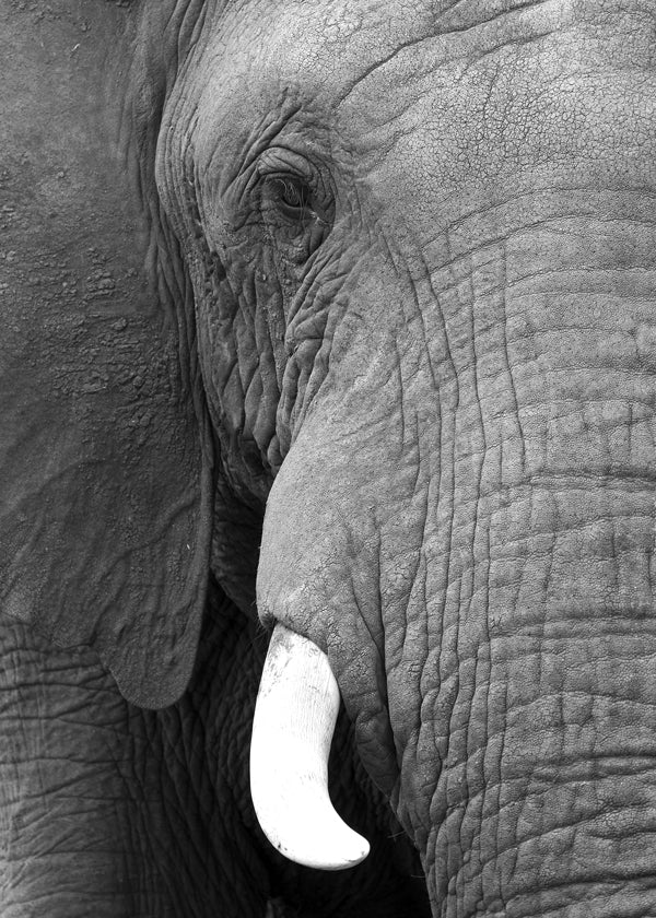 Elephant big