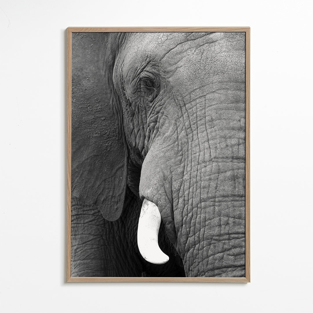 Elephant big