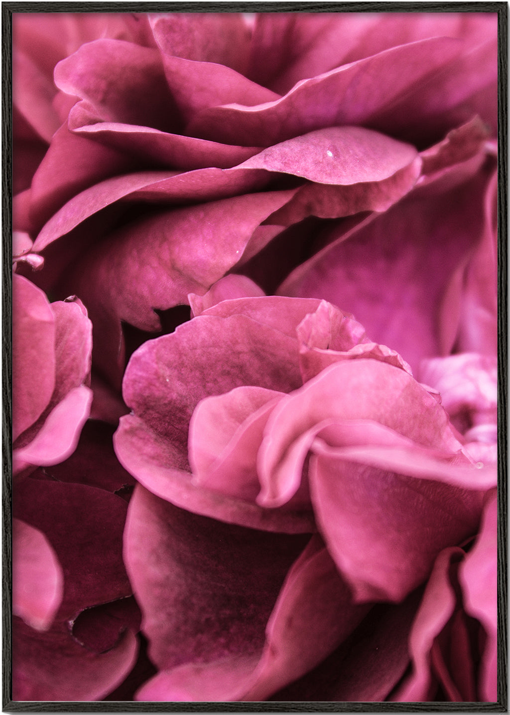 Rose I 2