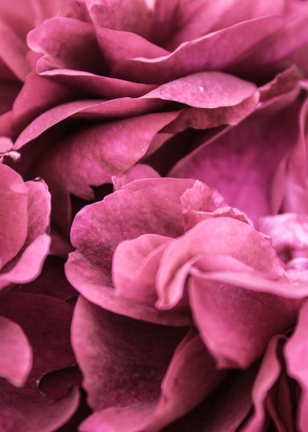 Rose I 2