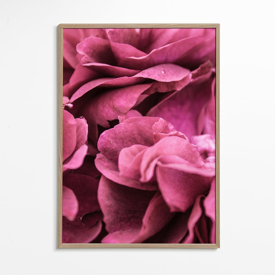 Rose I 2