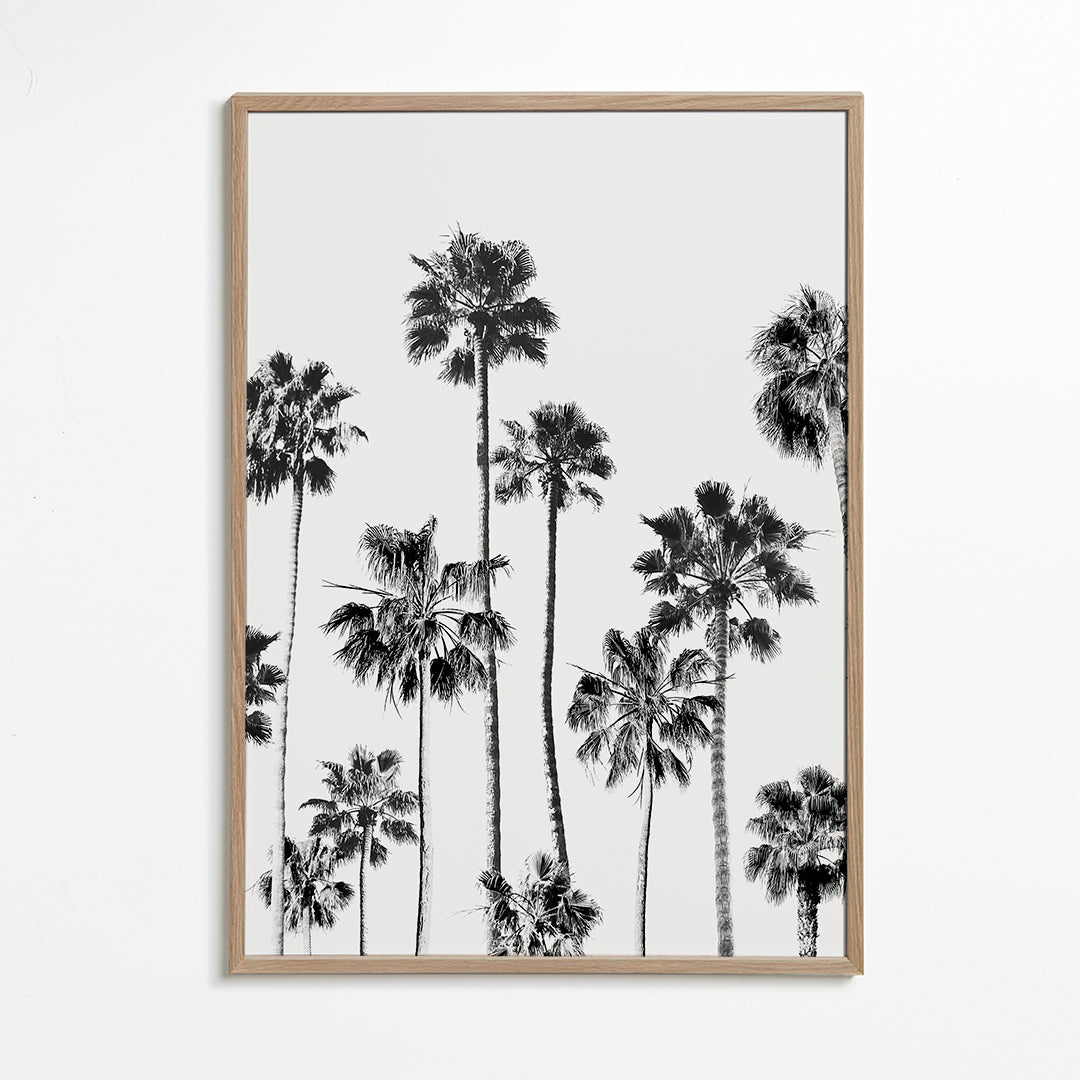 Black And White Palms 3