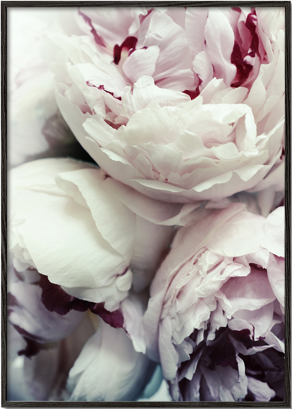 Peonies