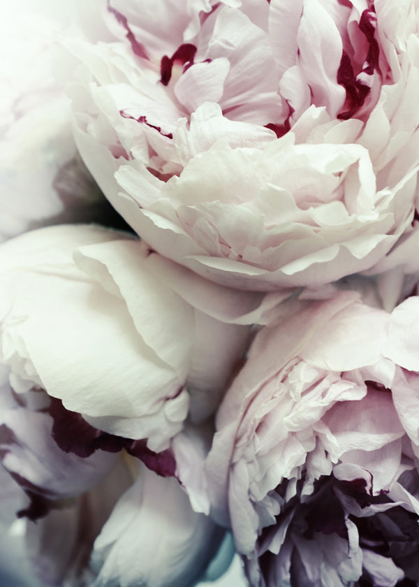 Peonies