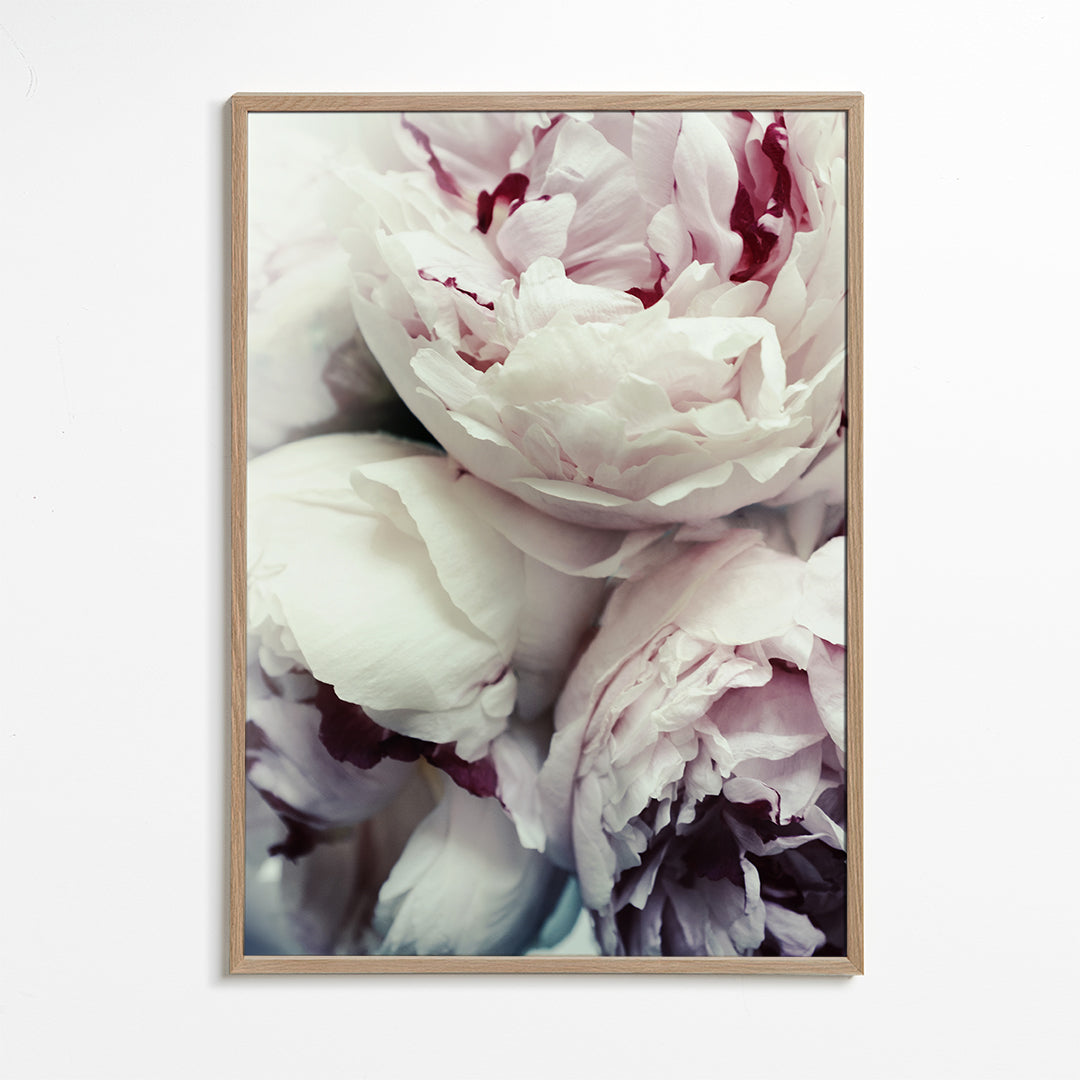 Peonies
