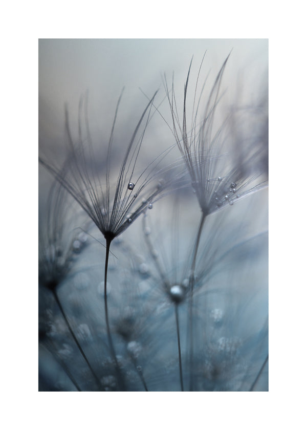 Teardrops - mathieu irthum