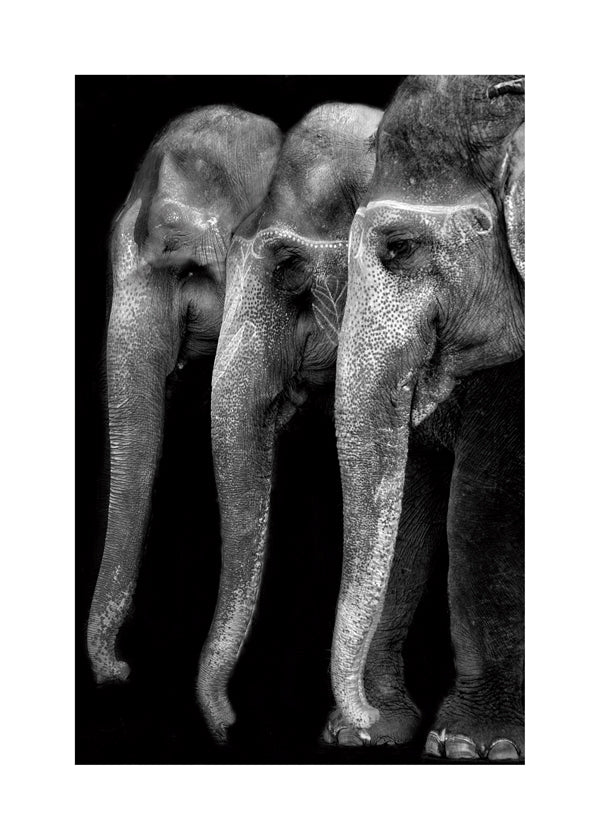 Natures great masterpiece an elephant the only harmless great thing - Yvette Depaepe
