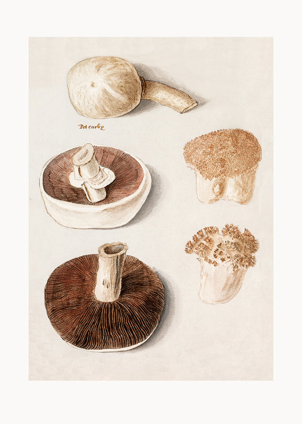 Common Meadow Mushroom, Agaricus Campestris Standing - Pictufy