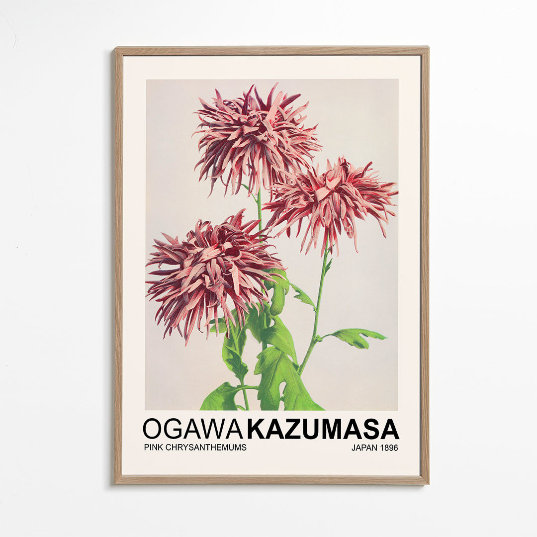 Pink Chrysanthemums (Special Edition) - Ogawa Kazumasa