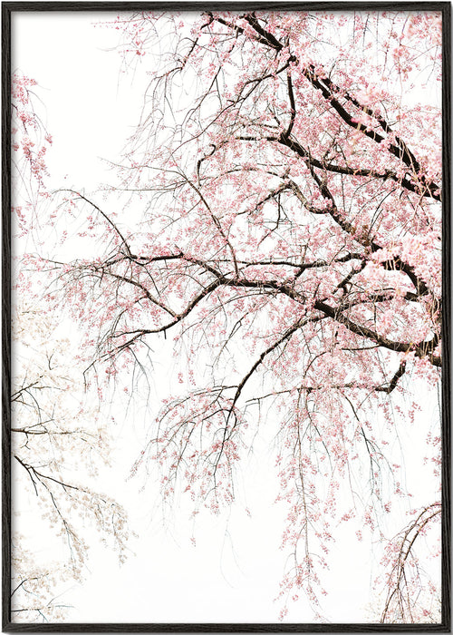 Impression botanique · fleurs de cerisier en cascade