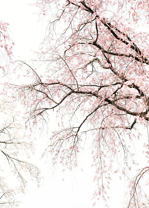 Impression botanique · fleurs de cerisier en cascade