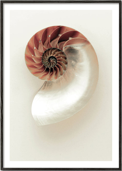 Photographie de nautile en spirale