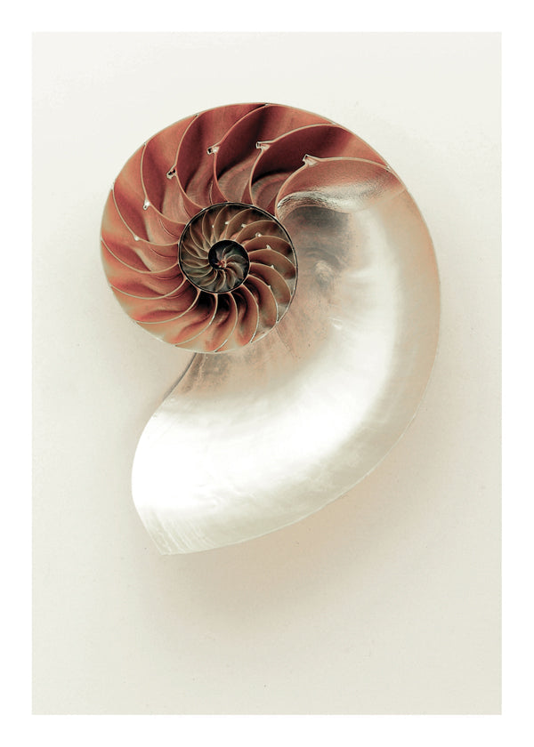 Photographie de nautile en spirale