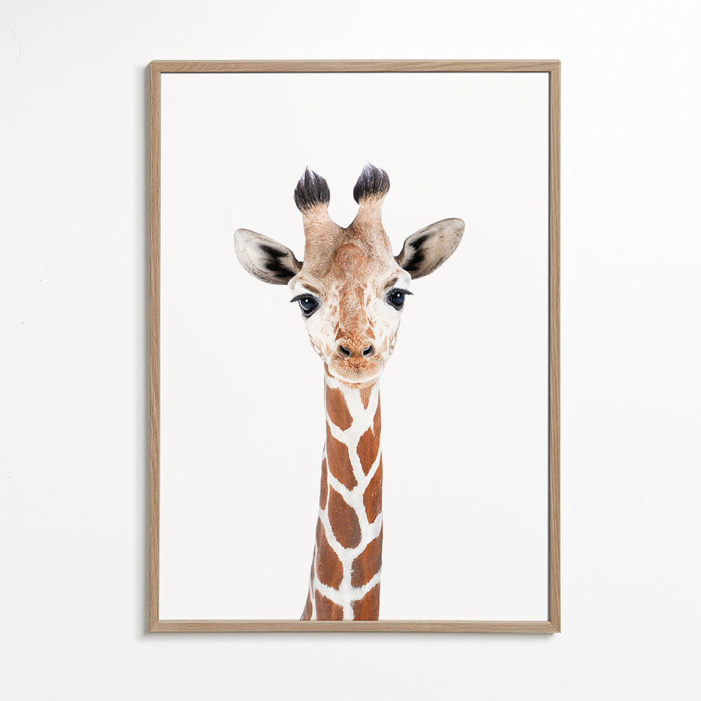 Baby Giraffe