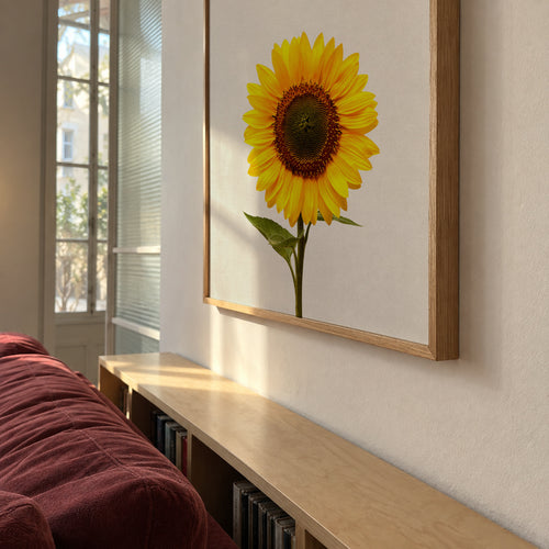 Sunflower still life - Framed poster in an interior
