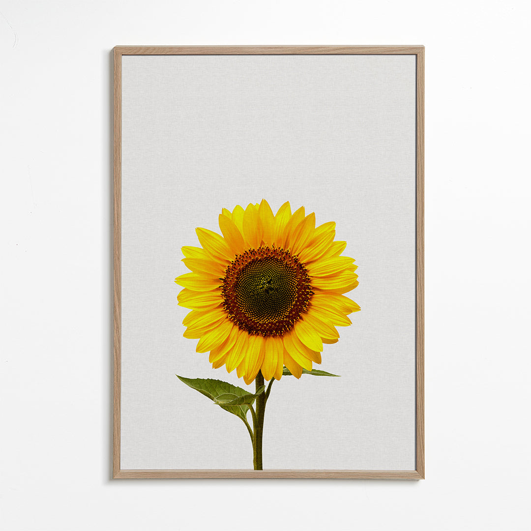 Sunflower still life