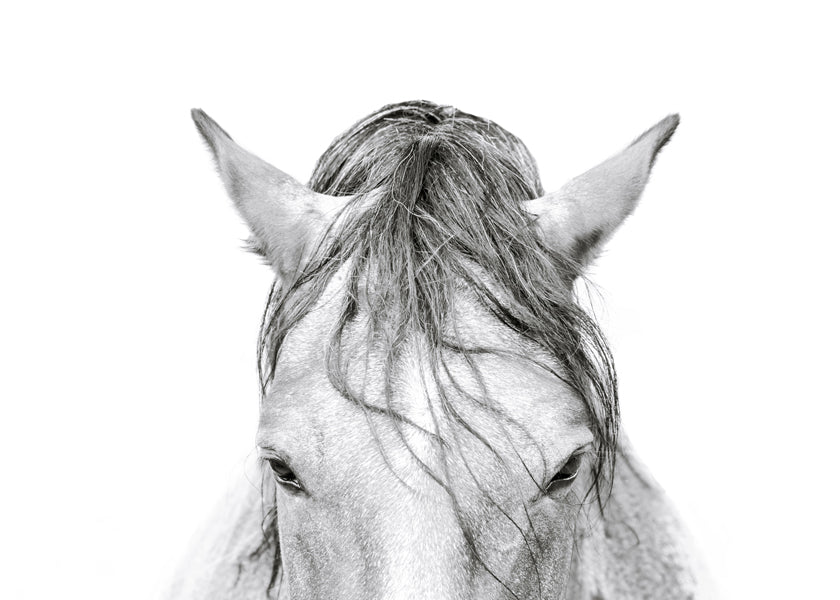 Horses Head 2