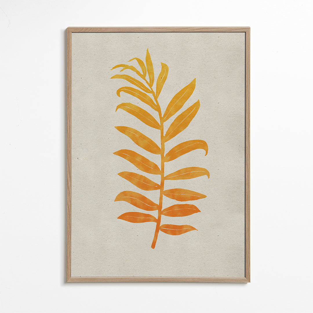 Areca Palmata Deepnight Moon