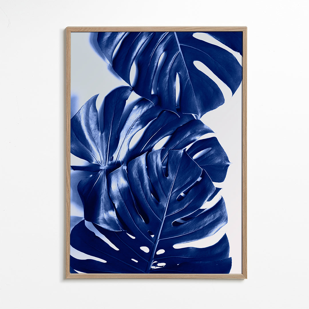 Monstera Blue