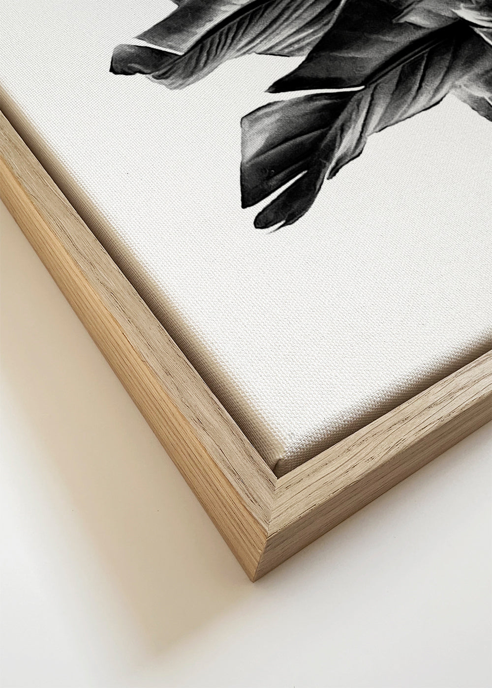 Bird of Paradise Plant Black and White 01