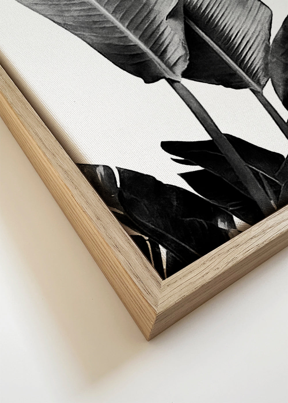 Bird of Paradise Plant Black and White 03