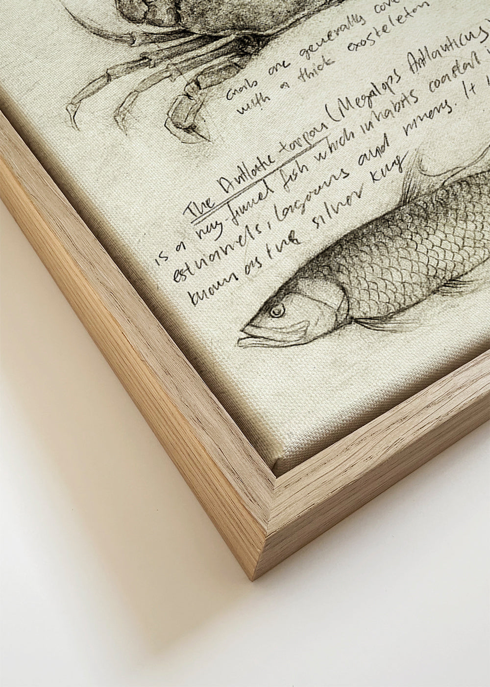 Sea Animals