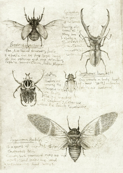 Insects - Unframed art print