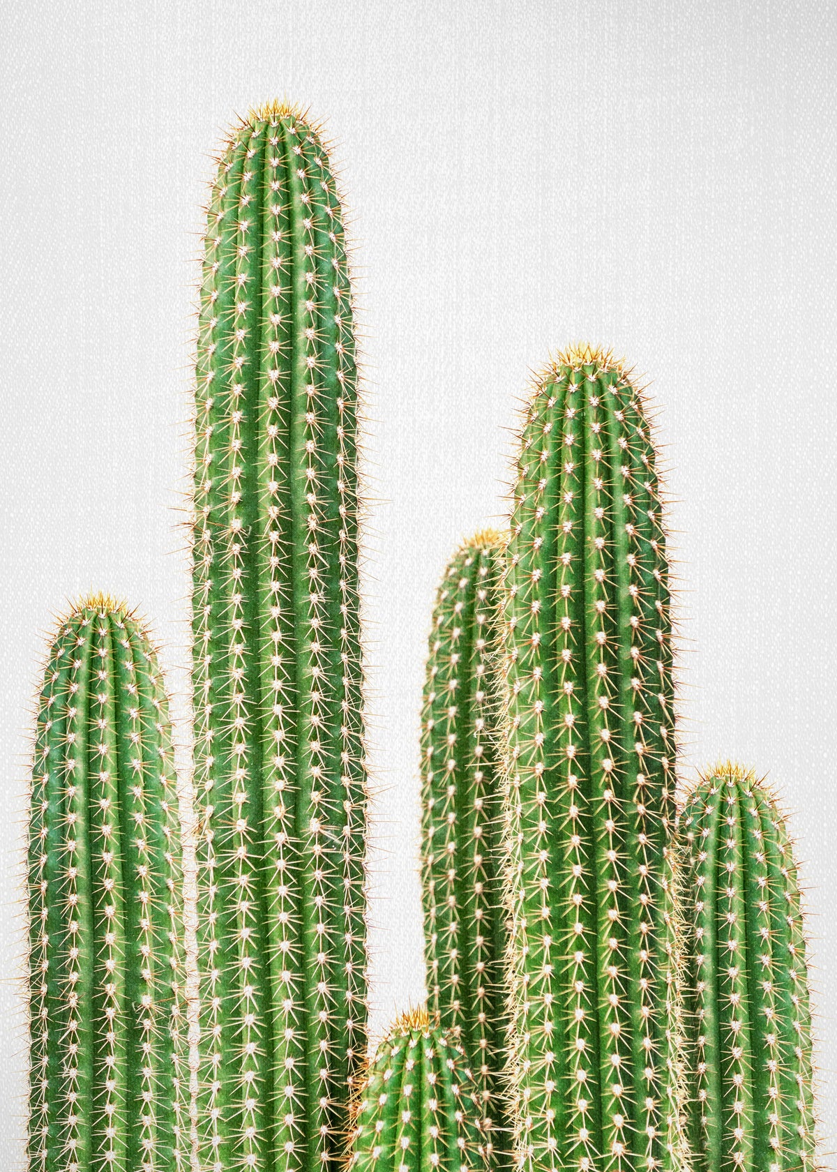 Cactus 2 - Unframed art print