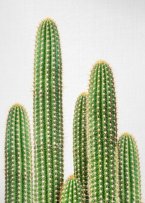 Cactus 2 - Unframed art print
