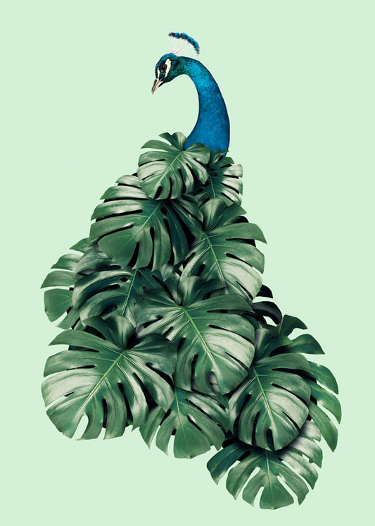 Monstera Bird