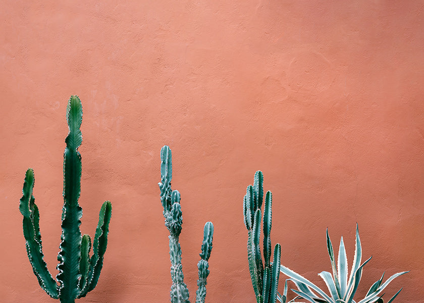 Estampe botanique: cactus sobre mur terracotta