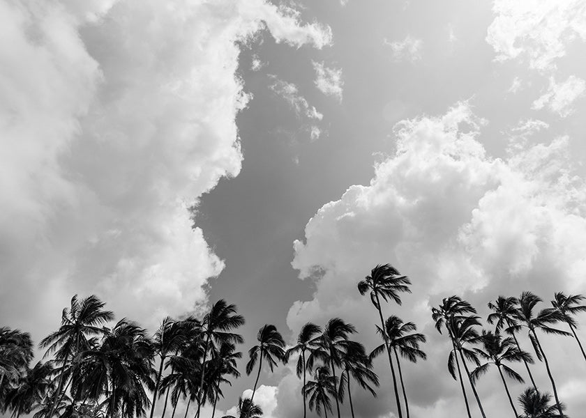 Art de paysage avec palmiers et ciel dramatique