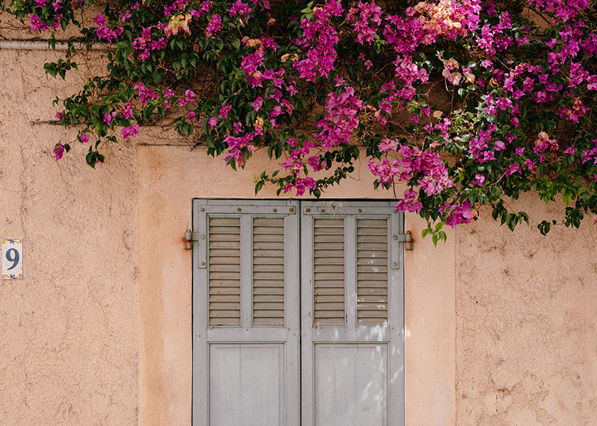 Impression botanique: bougainvillier sur porte ancienne