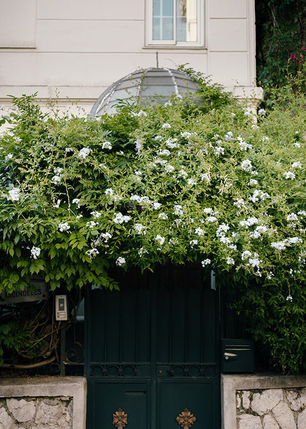 Impression botanique: vigne blanche sur porte