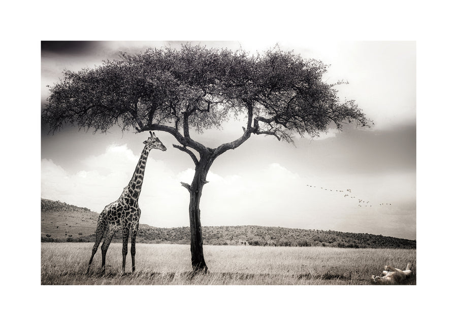 under the African sun - Piet Flour