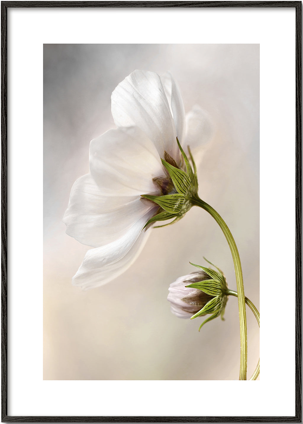 Heavenly Cosmos - Mandy Disher