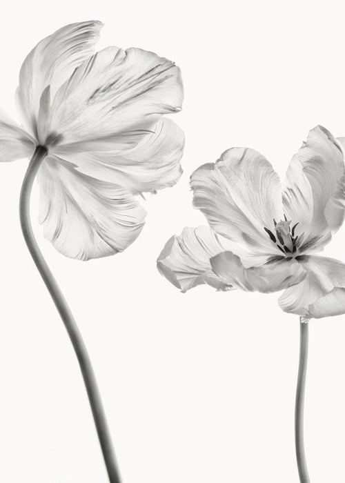 Same tulip  front and backview - Lotte Grønkjær