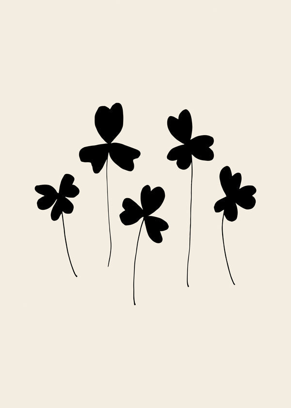 Black Sorrel - 1x Studio