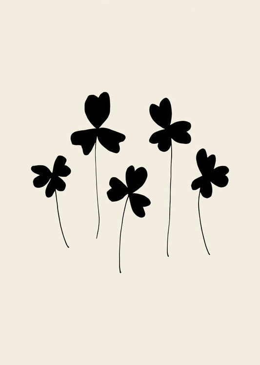 Black Sorrel - 1x Studio