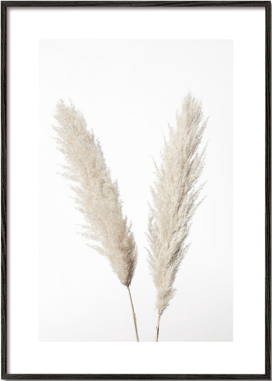 Pampas White