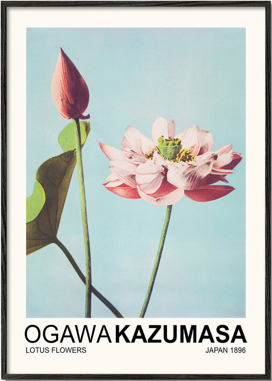 Lotus Flowers (Special Edition) - Ogawa Kazumasa