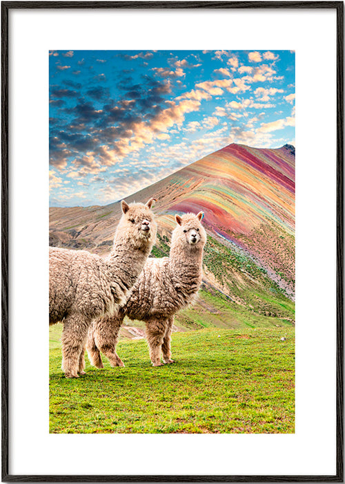 Œuvre alpacas sur la montagne arc-en-ciel – Black Frame