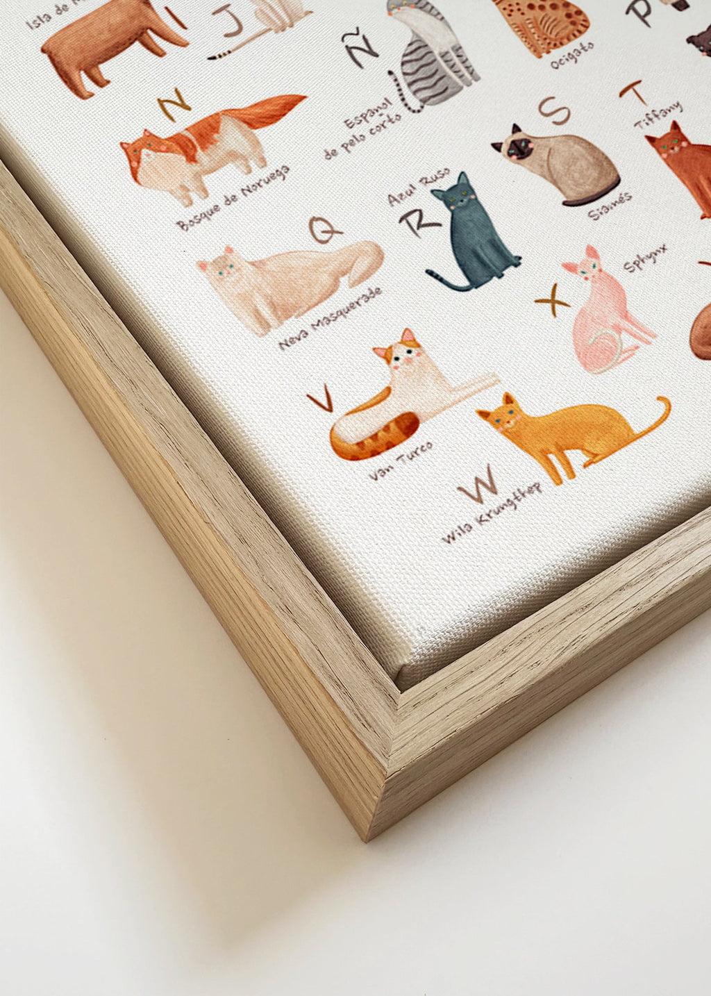 Illustration enfant Abécédaire de chats illustré