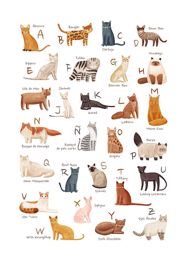 Illustration enfant Abécédaire de chats illustré
