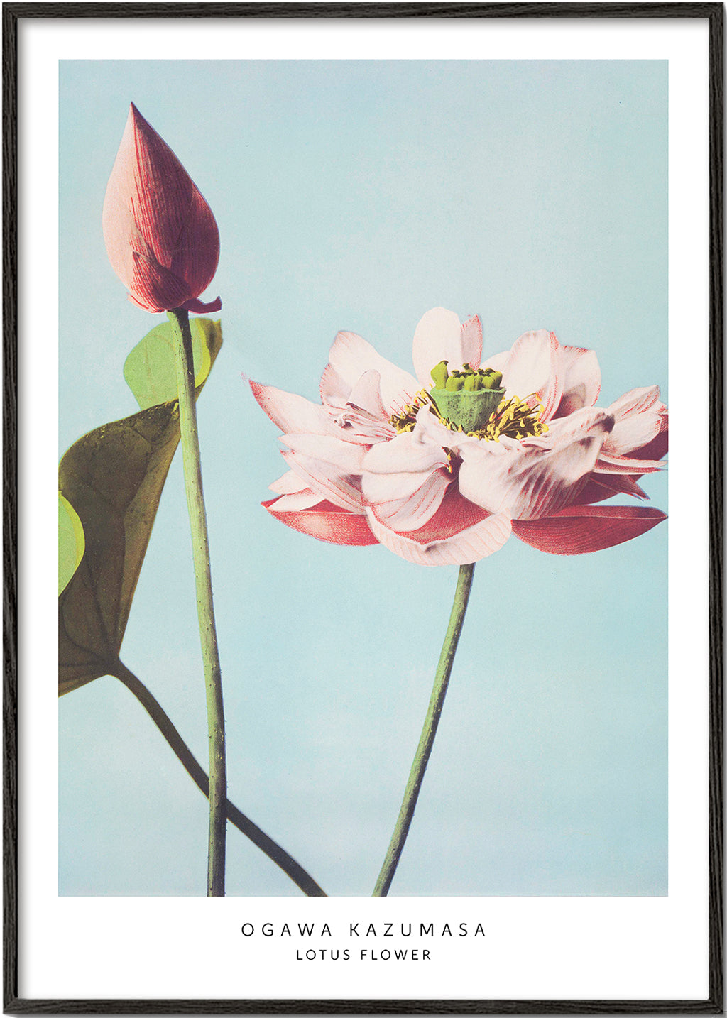 Ogawa Kazumasa Lotus Flowers