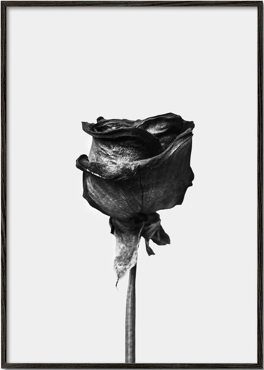 Dried rose black and white photograph