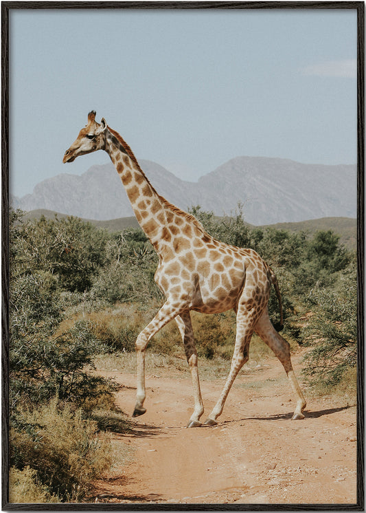 Giraffe photograph