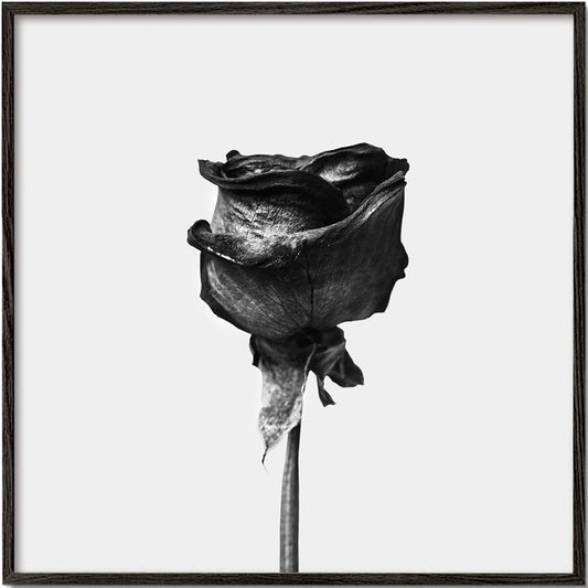 Dried rose black and white photograph - Square