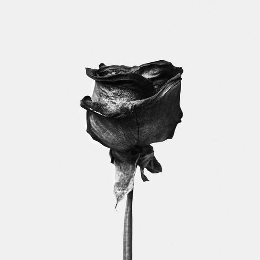 Dried rose black and white photograph - Square