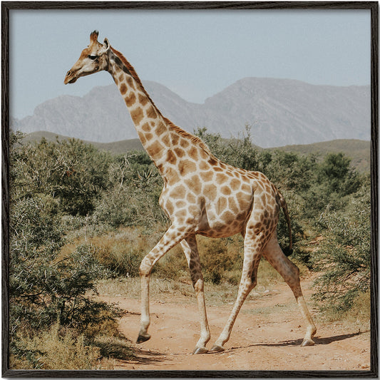 Giraffe photograph - Square